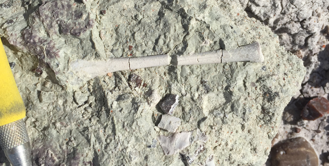 broken bone fragments laying on the ground with a small ruler for measurement
