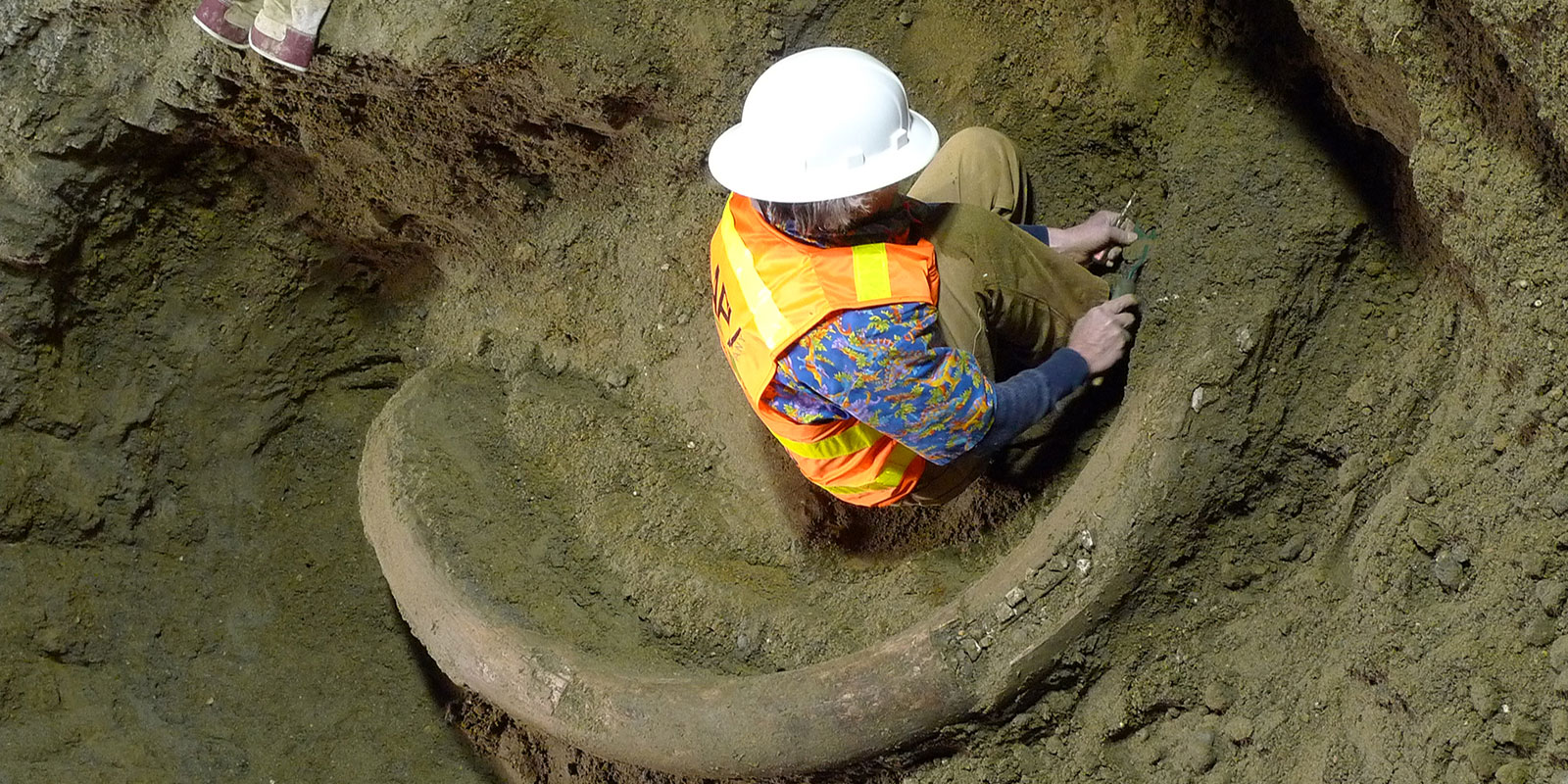 A man wearing a hard hat and safey vest applies plaster to the exposed mammoth tusk while it's still in the ground