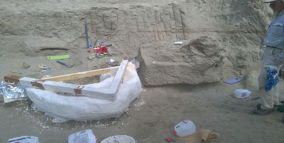 A large plaster field jacket is applied to T. rex ribs while the T. rex skull is exposed