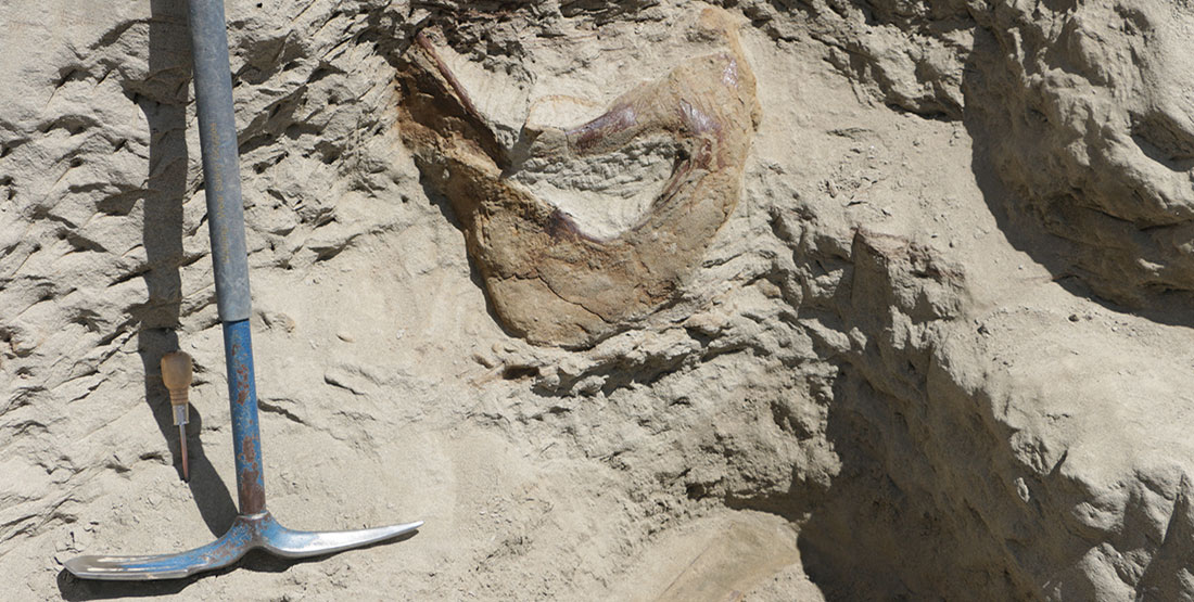 The back of the T. rex skull sticking out of the hill with a pick axe next to it for scale