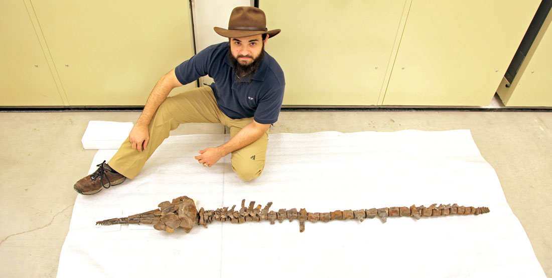 a man kneels next to the skeleton of a fossilized dolphin laid out on the floor