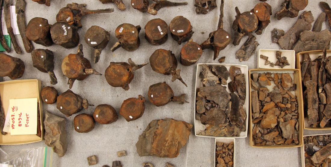 Lots of individual vertebrae and other fossilized dophin bones lay on a table 