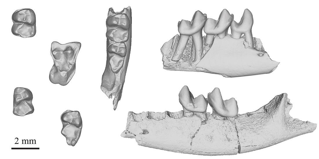A series of scanned fossil teeth and jaw bones