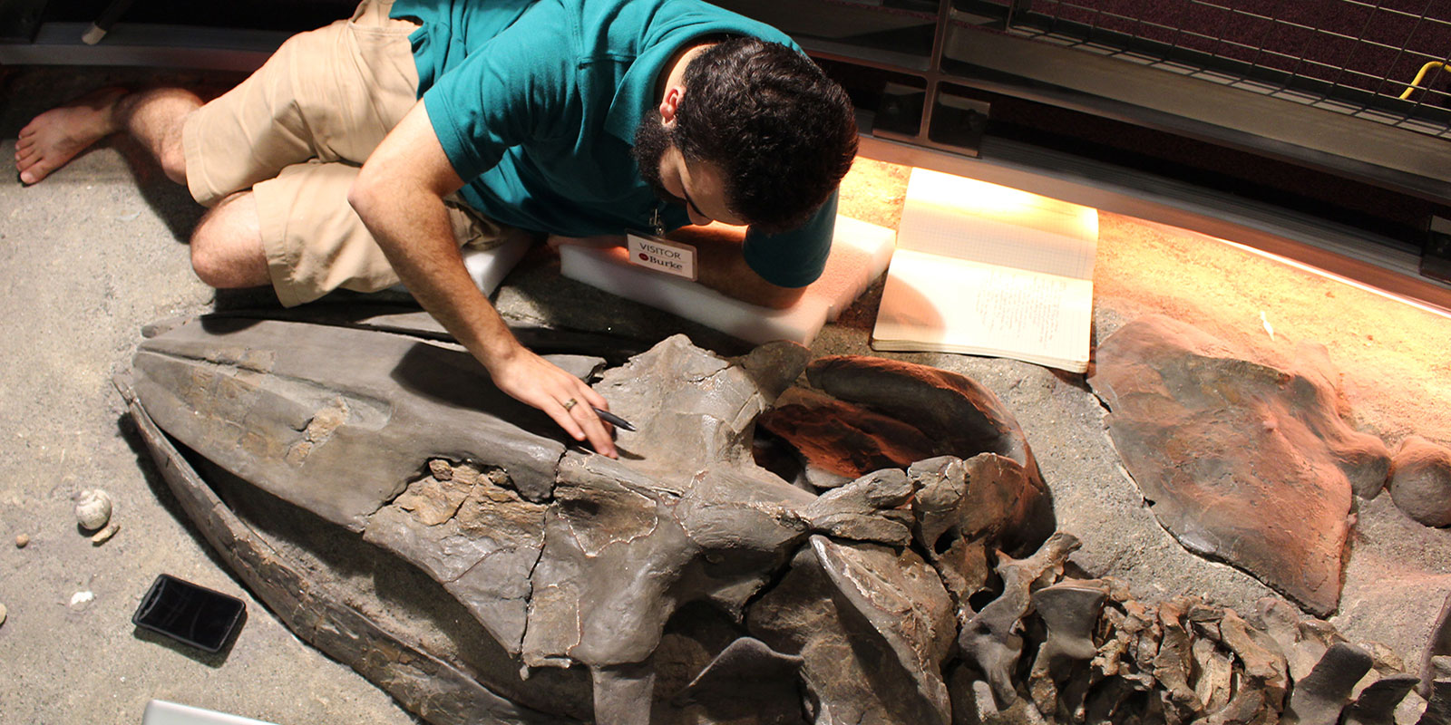 a young man lays next to a fossilized whale skeleton to examine it closely