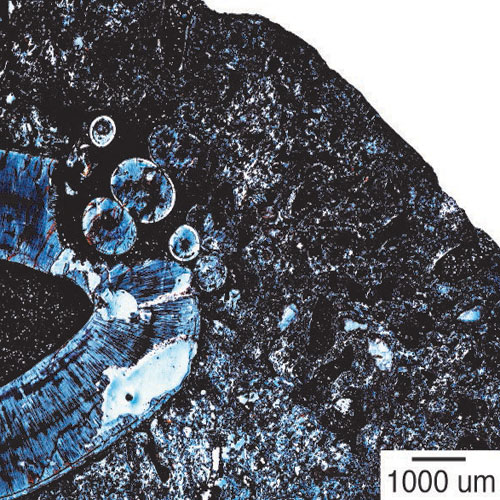 microscopic view of the lower jaw