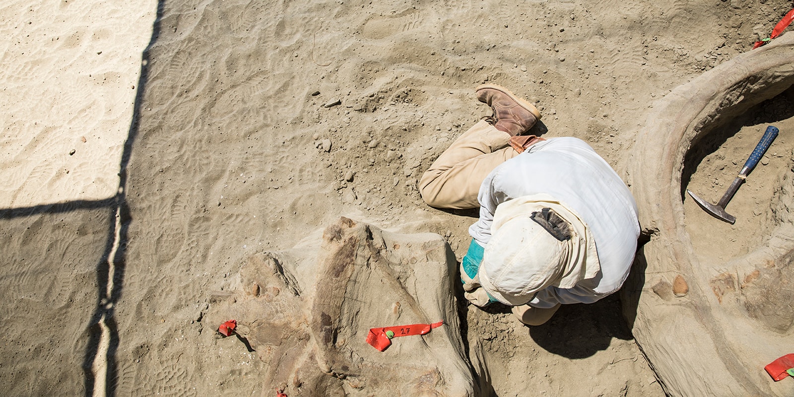 A man wearing a white head covering to protect from the sun digging surrounded by t. rex bones