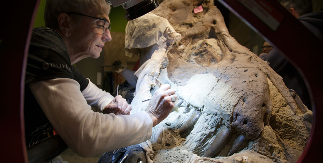 A woman uses a detail brush to brush away dirt from the T. rex skull