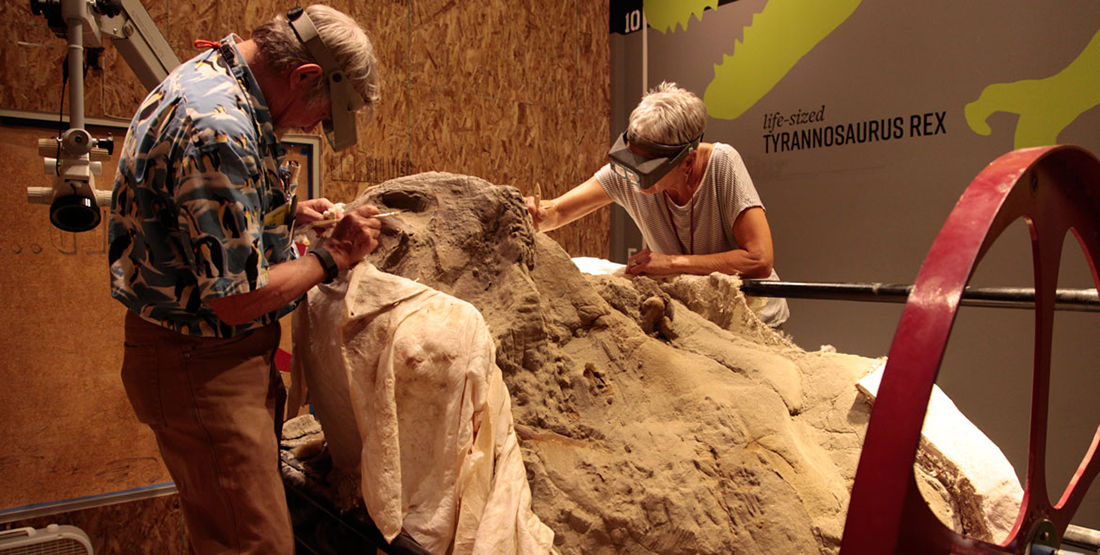 A man and a women work with hand tools to brush away dirt from the T. rex skull