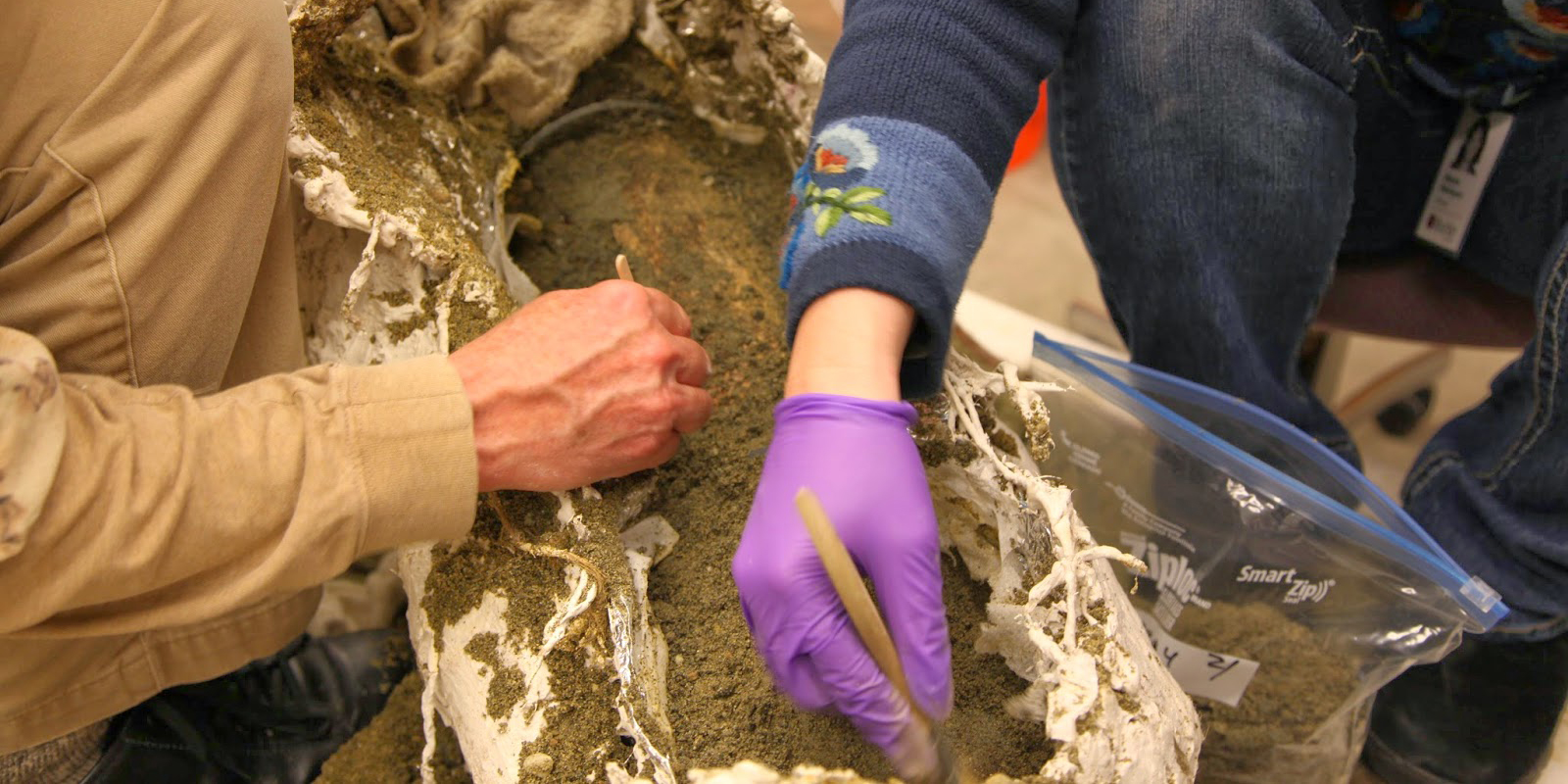 Two people in a lab brush away the dirt surrounding a mammoth tusk