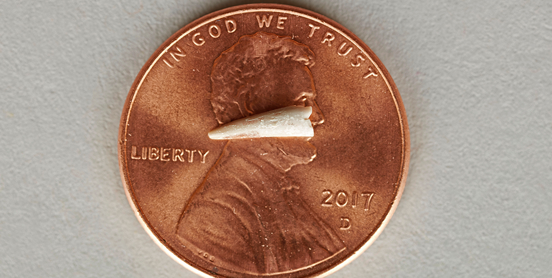 A tiny fossilized tooth laying on top of a U.S. penny