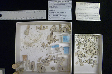 Small bone fragments housed in large shallow boxesm with a ruler for scale