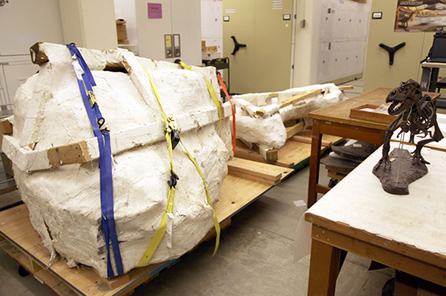 The plaster jacket that contains the full T. rex skull sits in the workroom
