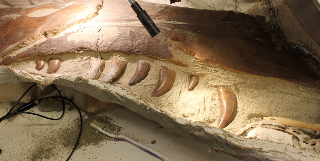 A close up view of the upper jaw of the T. rex skull with teeth visible