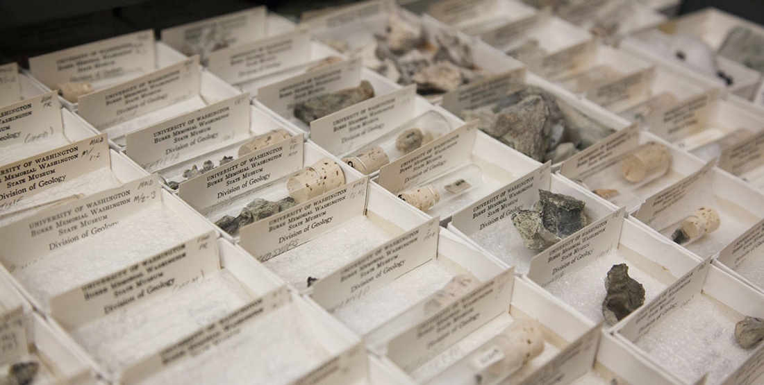 Tiny fossils individually sorted in small white boxes