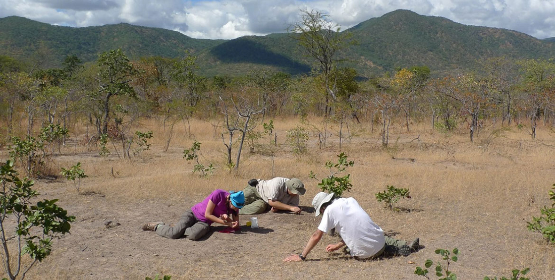 three people kneel on the ground while digging for fossils