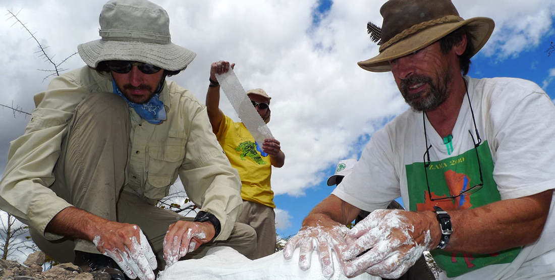 three men apply burlap strips dipped in plaster to the top of the fossil in the field