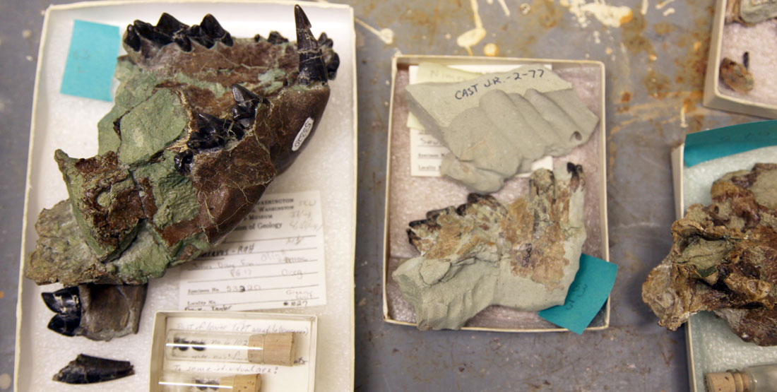 Pieces of two fossil jaws with portion of teeth visible, sitting on a table 