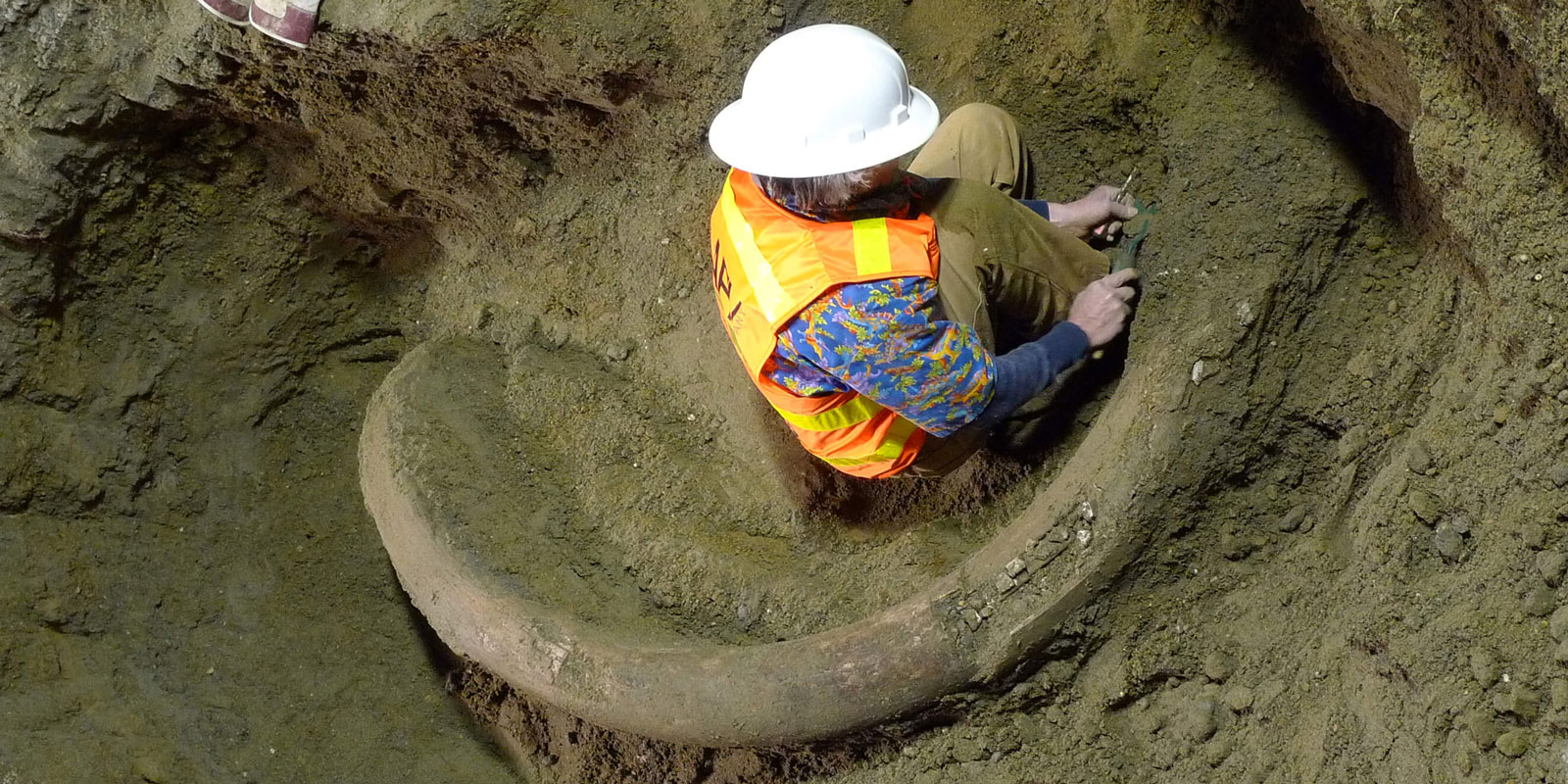 A male construction worker excavates a mammoth tusk from the ground