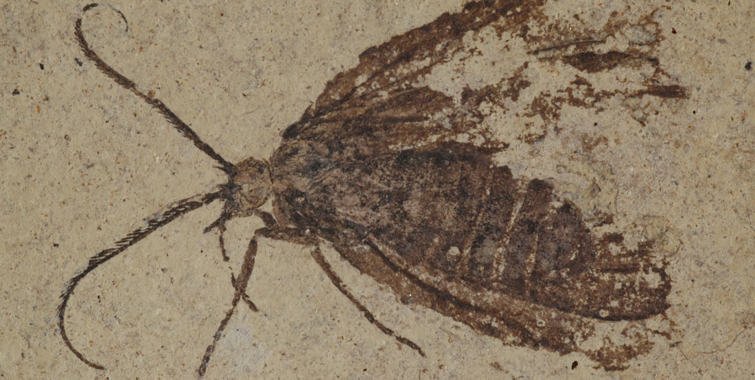 A fossil insect with the wings and antenna showing