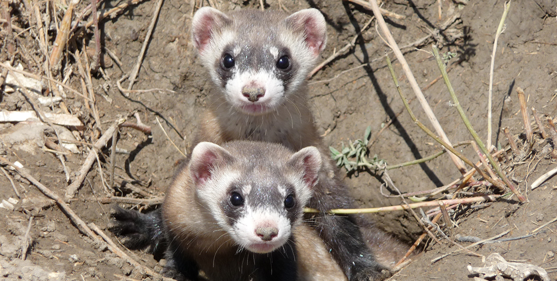two ferrets peek out of a whole in the ground