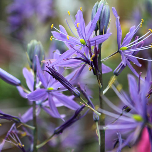 close up of a flowering camas plant