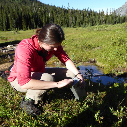 Katie Stanchak trapping bog lemmings in the North Cascades