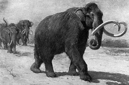 A black and white illustration of a columbian mammoth with several others following close behind