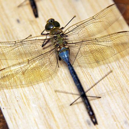 close up of pinned dragonfly