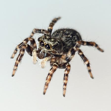 A full-body view of a live male spider