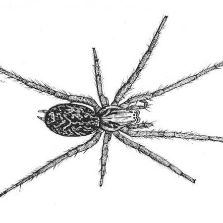hobo spider illustration