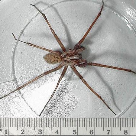 Giant house spider, Tegenaria gigantea.