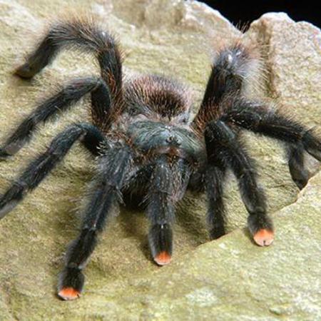 spider with pink toe coloration
