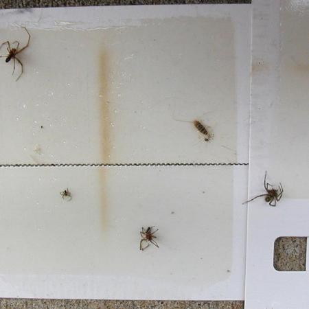 Dead spiders on sticky paper