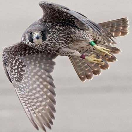 A Peregrine Falcon in flight and looking directly at the camera