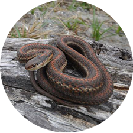 a garter snake coiled and sitting on a fallen log