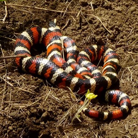 A black, white, and red stiped snake sitting in brown dirt