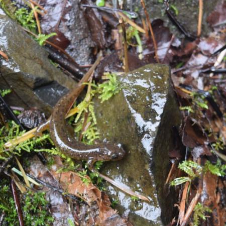 A light brown with black and tan spots salamander next to a small rock on the wet ground 