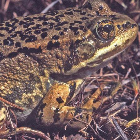 A brown frog with black spots on the top side of its body sits on twigs on the ground