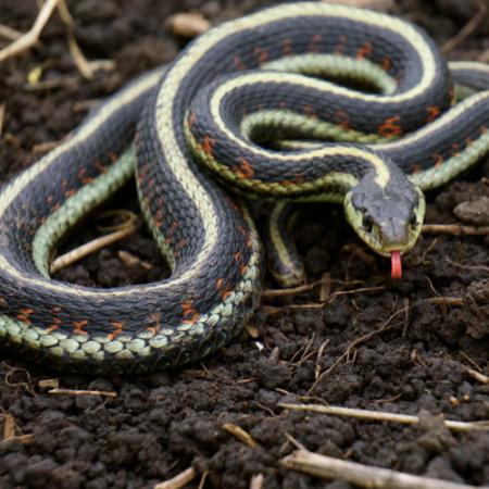 A black and white common gartersnake on the ground with its red tongue out
