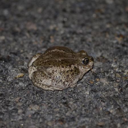 A small and squat green and white blotchy frog sits on the ground