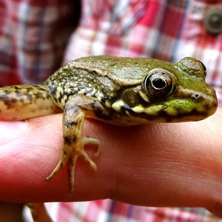 A small green frog with black splotches is held by a pair of hands