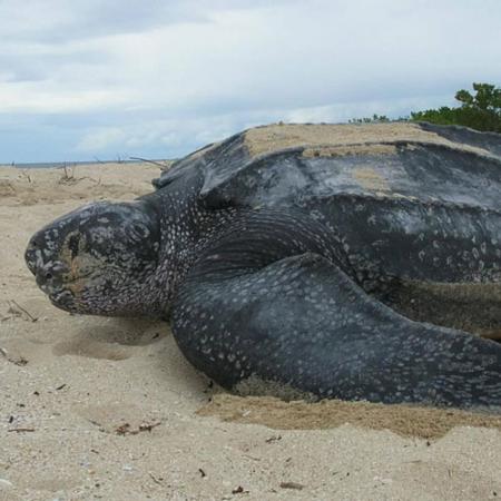 A leatherback sea turtle on a sandy beach