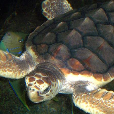 A Loggerhead Sea Turtle
