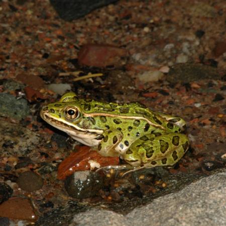 A green frog with black spots and a light-colored belly sits on a stream floor.