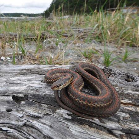 A coiled-up brown northwestern gartersnake sits on a rock