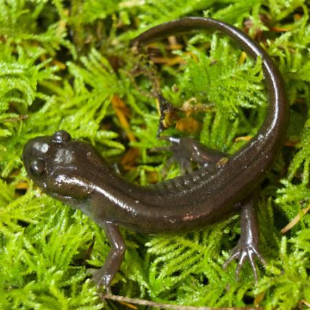 small dark brown salamander on bright green vegetation