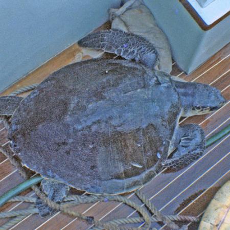 An olive ridley sea turtle on the dock of a boat