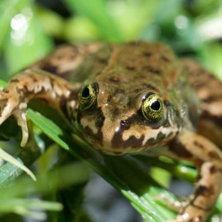 A close up view of a small shiny frog with light brown and dark brown markings on green vegetation