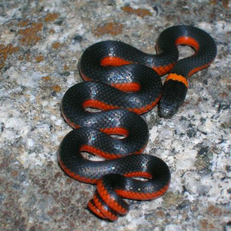 A ring-necked snake that is black on top and red on the sides, with an orange ring on its neck
