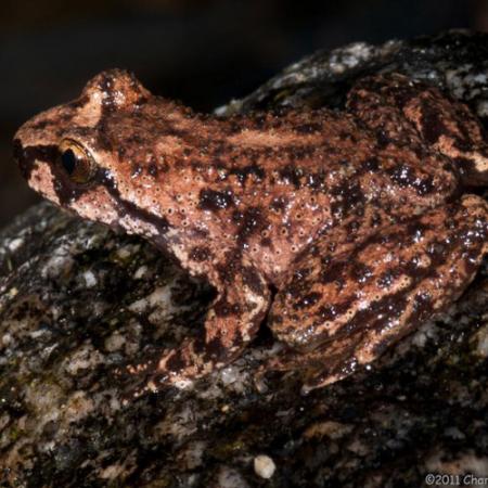 A rocky mountain tailed frog